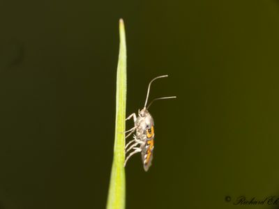 Lungrotsmal (Heliodines roesella)
