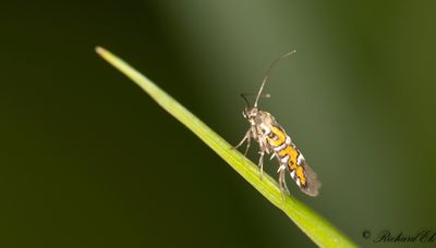 Lungrotsmal (Heliodines roesella)