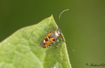 Lungrotsmal (Heliodines roesella)