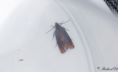 Rdspetsad solvecklare - Fruitlet Mining Tortrix (Pammene rhediella)