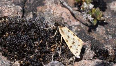 Mindre borstspinnare (Setina roscida)