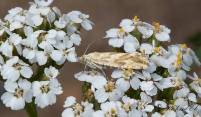 Citronvecklare (Thiodia citrana)