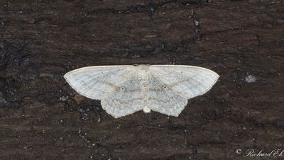 Svartpunkterad lvmtare - Sub-angled Wave (Scopula nigropunctata)