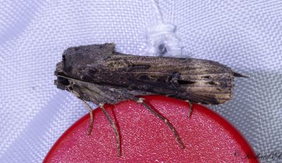 Kommajordfly - Dark Sword-grass (Agrotis ipsilon)