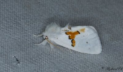 Vit hakvinge - White Prominent (Leucodonta bicoloria)
