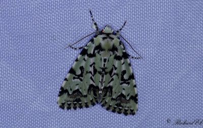 Åsfly - Scarce Merveille du Jour (Moma alpium)