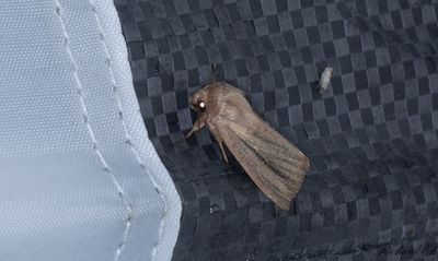 Rödgrått gräsfly - Striped Wainscot (Mythimna pudorina)