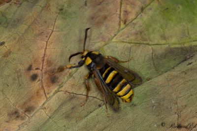 Större poppelglasvinge - Hornet Moth (Sesia apiformis)