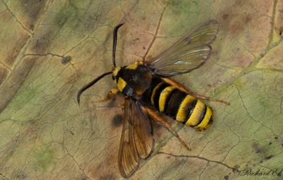 Strre poppelglasvinge - Hornet Moth (Sesia apiformis)