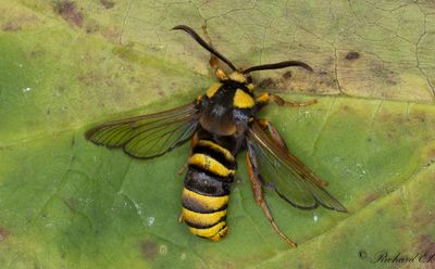 Strre poppelglasvinge - Hornet Moth (Sesia apiformis)