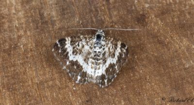 Brun mårfältmätare (Epirrhoe pupillata)