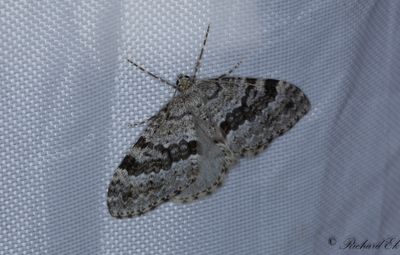 Grå blåbärsfältmätare - Grey Mountain Carpet (Entephria caesiata)