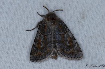 Rdflckigt jordfly - Northern Dart (Xestia alpicola)