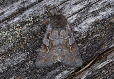 Rödfläckigt jordfly - Northern Dart (Xestia alpicola)