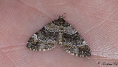Tvärbandad fältmätare - Barred Carpet (Martania taeniata)