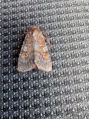 Rdflckigt jordfly - Northern Dart (Xestia alpicola)