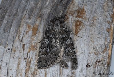 Baltiskt skogsfly (Xestia baltica)
