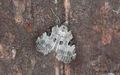 Ögontröstsfältmätare - Pretty Pinion (Perizoma blandiata)