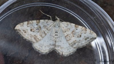 Skogsfltmtare (Xanthorhoe annotinata)