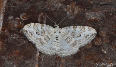 Skogsfältmätare (Xanthorhoe annotinata)