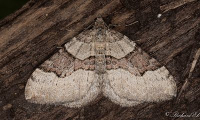 Violettbandad fältmätare - Red Carpet (Xanthorhoe decoloraria)