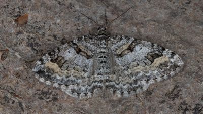 Videsnrsfltmtare (Xanthorhoe abrasaria)