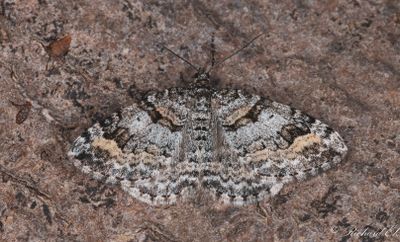 Videsnårsfältmätare (Xanthorhoe abrasaria)