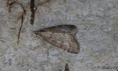 Myrngsmott (Udea inquinatalis)