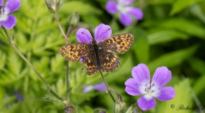 Bckprlemorfjril - Thor's Fritillary (Boloria thore)