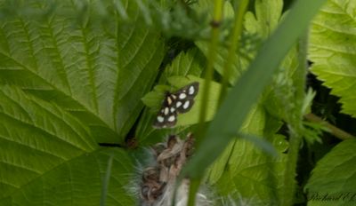 Vitflckigt ngsmott - White-spotted Sable Moth (Anania funebris)