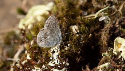 Hgnordisk blvinge - Arctic Blue (Agriades aquilo)