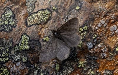 Dvärgmätare - Dusky Grey (Macaria fusca)