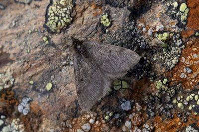 Dvrgmtare - Dusky Grey (Macaria fusca)