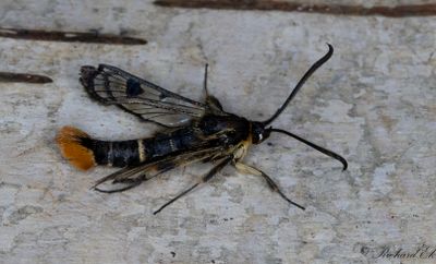 Dolkstekelsglasvinge - Welsh Clearwing (Synanthedon scoliaeformis)