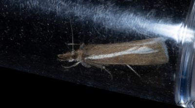 Fjällgräsmott (Catoptria furcatella)