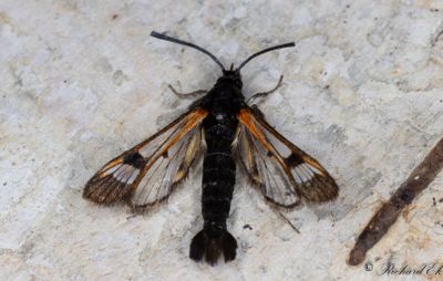 Högnordisk glasvinge (Synanthedon polaris)