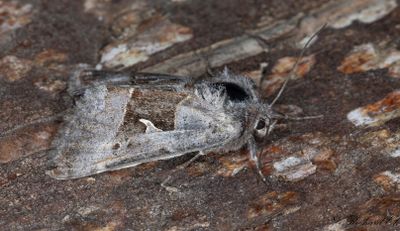 Högnordiskt metallfly (Syngrapha parilis)