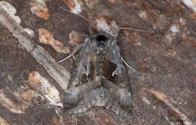 Hgnordiskt metallfly (Syngrapha parilis)