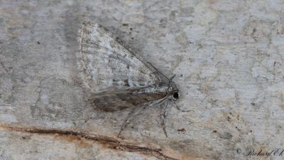 Fjllngsfltmtare - Heath Rivulet (Perizoma minorata)