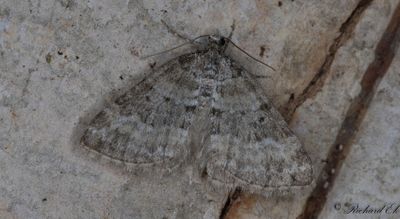 Fjällängsfältmätare - Heath Rivulet (Perizoma minorata)