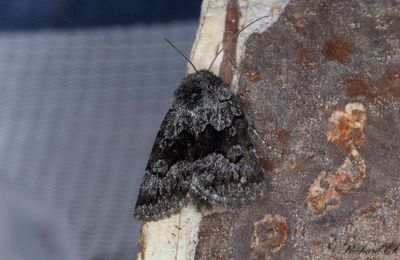 Svartbandat hedfly (Sympistis funebris)