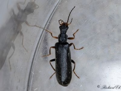 Dichelotarsus lapponicus