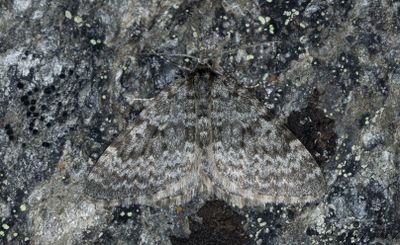 Högnordisk fältmätare (Entephria polata)