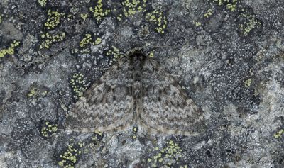 Högnordisk fältmätare (Entephria polata)