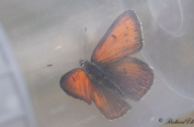 Violettkantad guldvinge - Purple Edged Copper (Lycaena hippothoe stiberi)