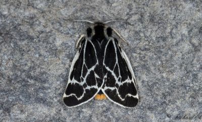 Arktisk igelkottsspinnare (Holoarctia puengeleri)