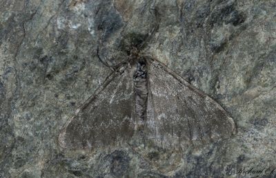 Polarfältmätare (Psychophora sabini)