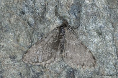Polarfltmtare (Psychophora sabini)