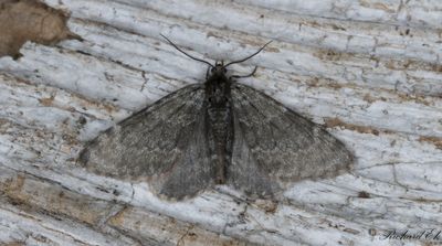 Sidenglänsande fältmätare (Entephria punctipes)