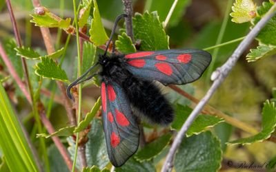 Fjällbastardsvärmare - Scotch Burnet (Zygaena exulans)